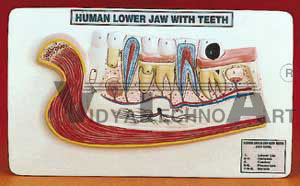 Adult Lower Jaw with Teeth